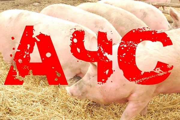 ПАМЯТКА ПО ПРОФИЛАКТИКЕ АФРИКАНСКОЙ ЧУМЫ СВИНЕЙ