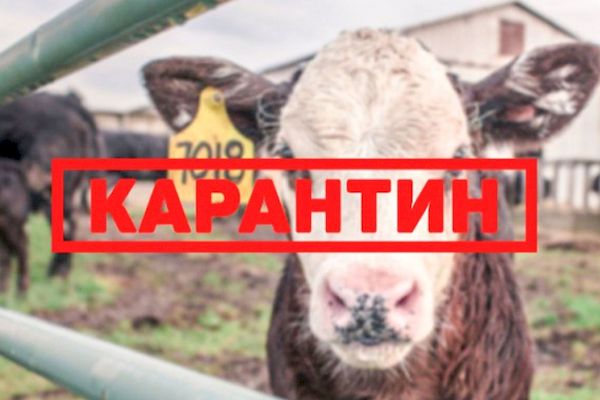 ПАМЯТКА ПО БРУЦЕЛЛЕЗУ
